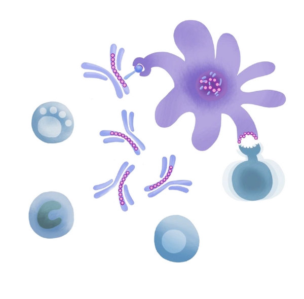 Potential IgG (and Tregitope) Mechanisms of Action. From left to right, IVIG has been demonstrated to affect the cells of the innate and adaptive immune system including NK cells, macrophages, B cells, T cells, dendritic cells and other antigen presenting cells.