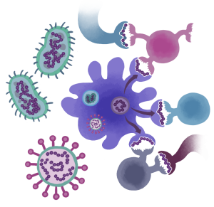 bacteria virus diagram by Genna De Groot